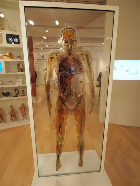 At The Wellcome Collection The Plastinated Body Slice Of A Human