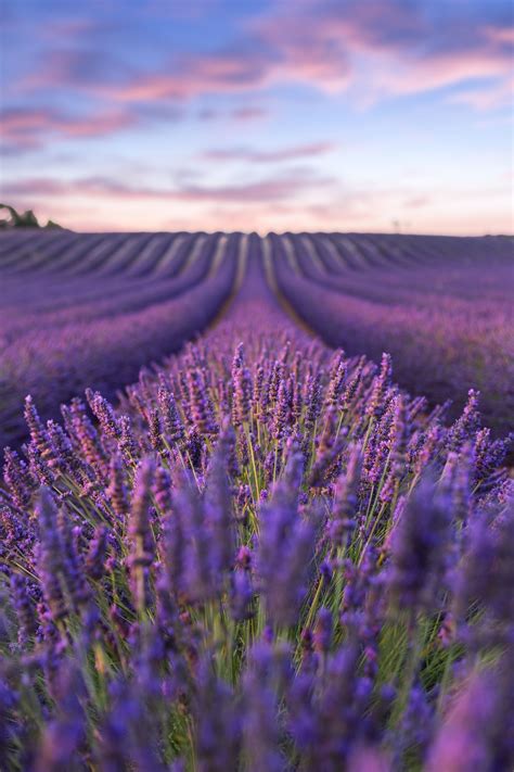 Lavender Fields The Best Of Provence Фотографии природы Пейзажи