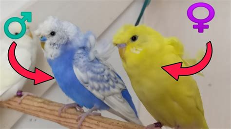 Muhabbet Kuşu Cinsiyeti Nasıl Anlaşılır YouTube