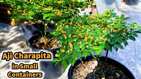 Growing Chilli Peppers Aji Charapita In Small Containers Seed To