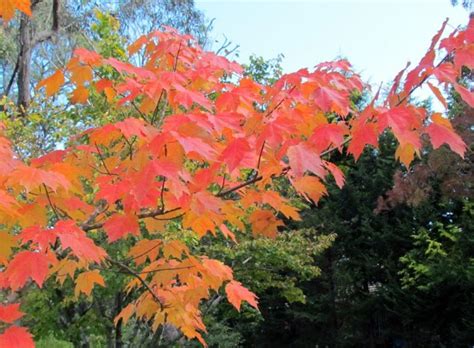 Acer Rubrum October Glory October Glory Maple Plant Photos