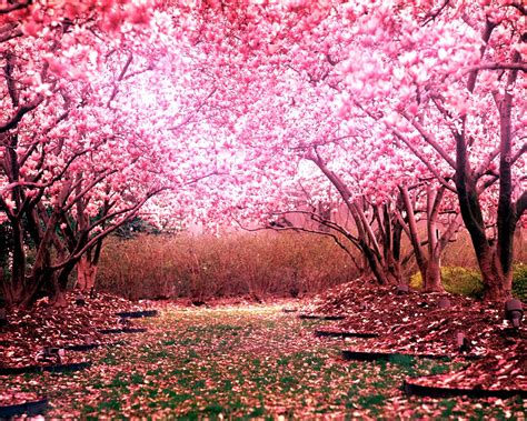 Cherry Blossom Anime Background Cherry Blossom Trees Wallpapers Wallpaperboat