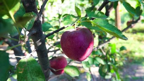Apples In The Garden - Stock Video | Motion Array