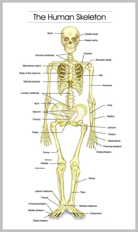 Skeletal Images Anatomy System Human Body Anatomy Diagram