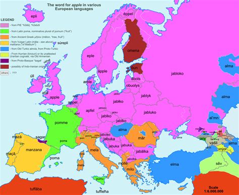 Word Origins And Similarities Across Regions Bear Tea Rose Pineapple