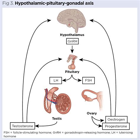 Endocrine System Hypothalamus And Pituitary Gland Nursing Times Hot Sex Picture