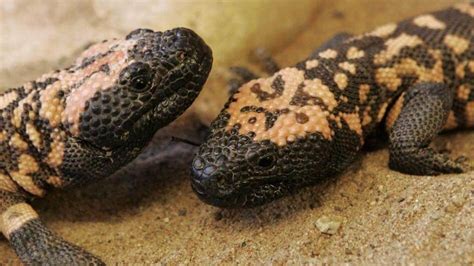 6 Awesome Facts You Didnt Know About Gila Monsters