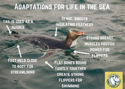Adaptations For Life In The Sea Yellow Eyed Penguin Trust