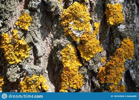 Small Yellow Fungi Parasites On The Bark Of A Tree Stock Photo Image