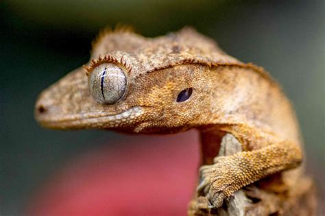 What You Should Know About The Crested Gecko 2022