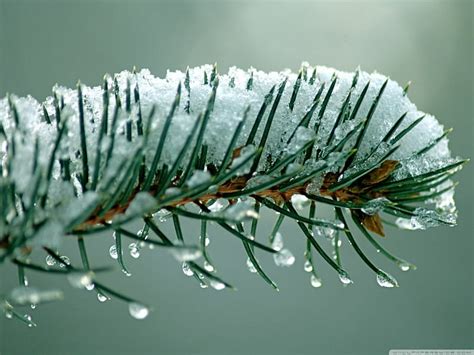 Snow Drops On Fir Tree Branch Dew Drops Branch Winter Tree Close