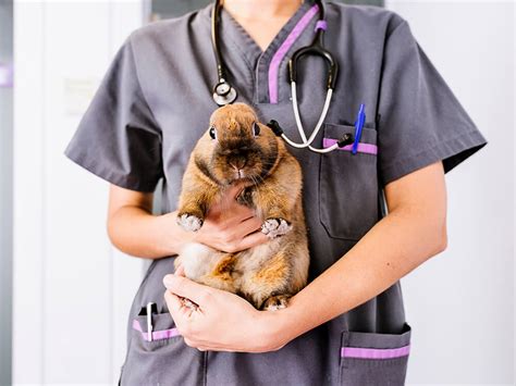5 Dangerous Rabbit Diseases To Watch Out For Ukpets