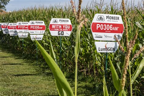Genetically Modified Corn Crop Usa Stock Image C0476240 Science