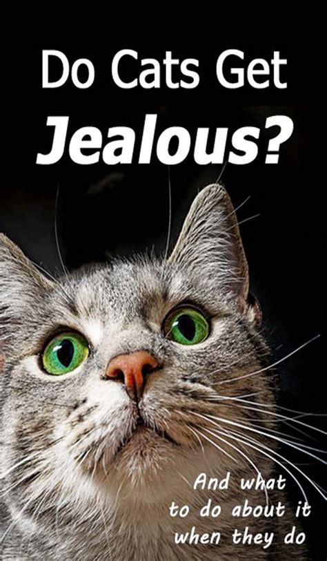 Do dogs get jealous of girlfriends? Do Cats Get Jealous- What To Do About It When They Do ...