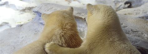 All About Polar Bears Reproduction Seaworld Parks And Entertainment