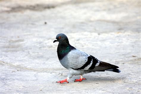 Awesome And Beautiful Wallpapers Of Pigeon In Hd For More Wallpapers