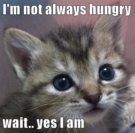 Im Not Always Hungry Wait Yes I Am Lolcats Lol Cat Memes