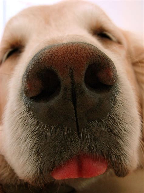 Nose Close Up Pets Puppies Cute Animals