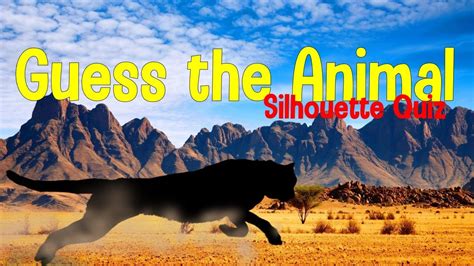 Animal Shadow Game Animal Quiz Youtube