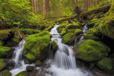 Forest Stream Stones Waterfall Moss River Cascade Washington