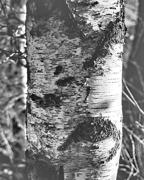 Structures Of Tilia Cordata Bark Tyrol Leica M A Voigt Flickr