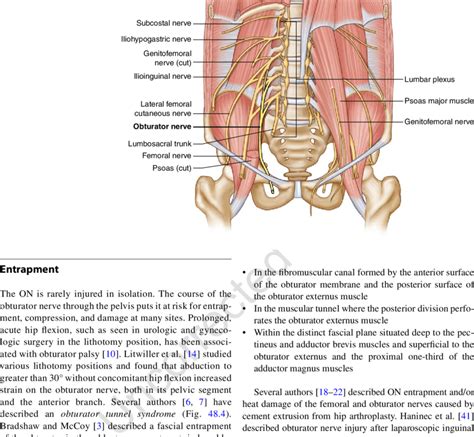 Anatomy Of The Pelvic Nerves Image By Springer Obturator Nerve Hot