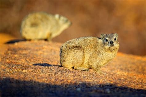 Hyrax 18 Amazing Facts About This Coney Animal