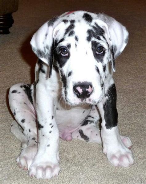 We breed for our great dane puppies for temperament. 1000+ images about Great Dane Dogs on Pinterest | Great ...