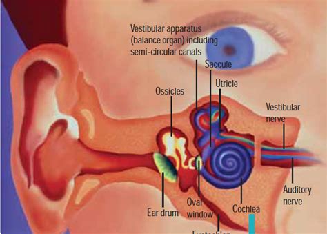 Inner Ear Disorders And Hearing The Pharmaceutical Journal
