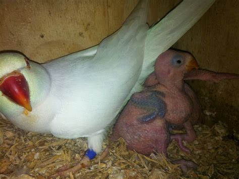 Parrot Breeding Chick Progress Indian Ringnecked Parrot