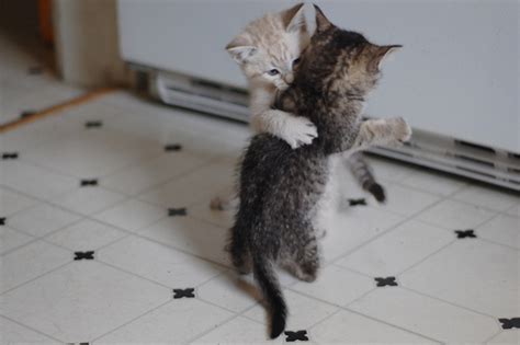 Beautiful Cat Cute Dancing Hug Image 280021 On