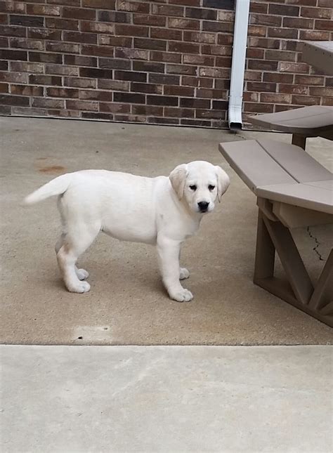 Check spelling or type a new query. Tracey - a Yellow Labrador Retriever puppy for sale in Woodburn, Indiana | Labrador retriever ...