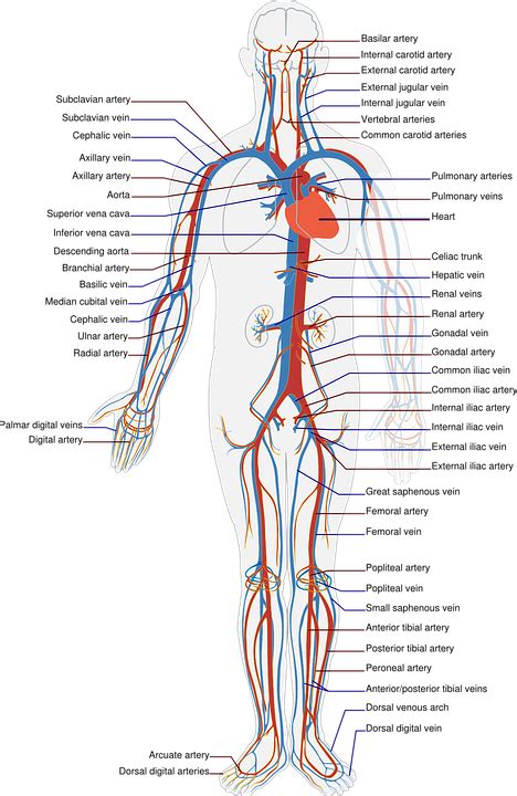 Circulatory System Labels · Free Vector Graphic On Pixabay