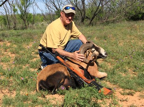 Exotic Sheep Hunt Of Texas
