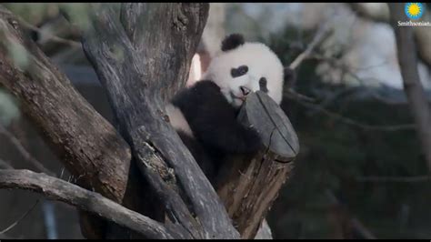 Giant Panda Cam Smithsonian National Zoo Washington Dc