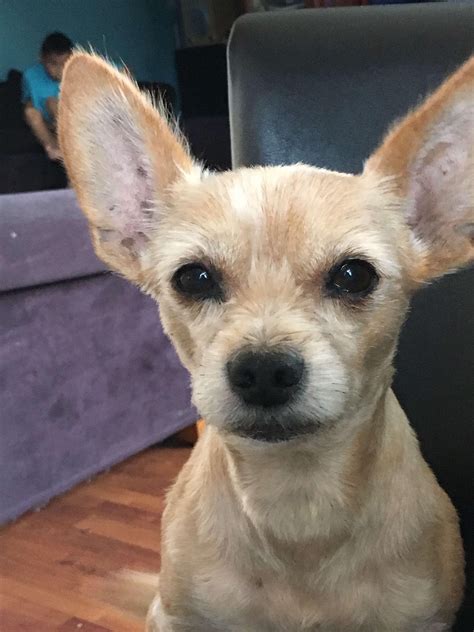 My Grandma S Chihuahua Terrier Mix Scooby Aww