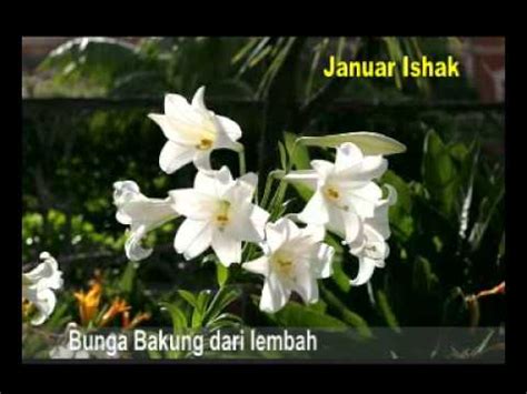 Bunga Bakung Dari Lembah Januar Ishak Youtube