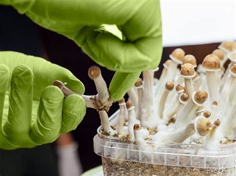 Magic Mushrooms Can Help Reduce Inflammation And Depression Magic