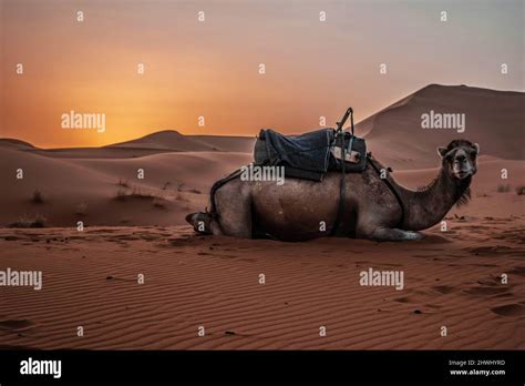 Camel Dromedary Animal In Sahara Desert With Sunset And Sand Dunes