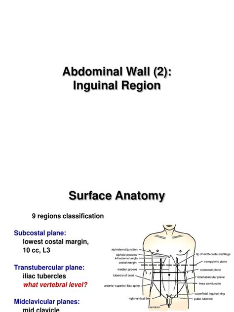 Abdominal Wall 2 Inguinal Region Pdf Abdomen Primate Anatomy