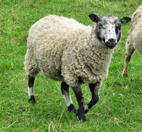 Ewes Have It Farm Shetland Sheep Ewes