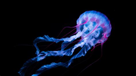 Jellyfish Wallpaper 4k Aquarium Black Background