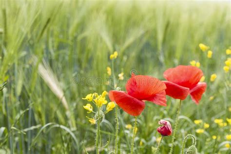 Flowering Meadow In Poland Green Grass And Red Poppies Stock Image