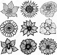 Black And White Pictures Of Flowers To Draw - Jamie Paul Smith