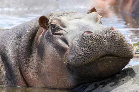 When we think about the most dangerous wild animals, the image that forms in our mind would be that of a creature with gnashing teeth think twice if you think that hippos are the couch potatoes of the animal kingdom. Hippo's: Africa's Most Dangerous Animal