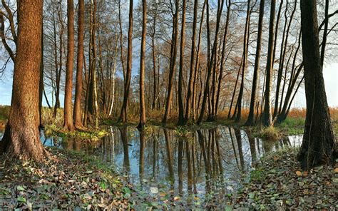 Tapeta na monitor Podzimní příroda Německo stromy voda foto