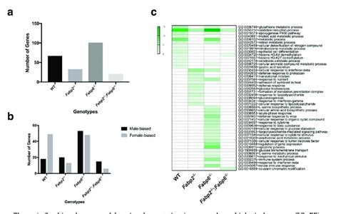 sex biased genes and functional annotation gene ontology biological download scientific