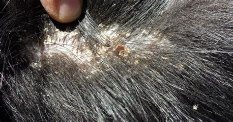 Ryder Kennel Treating Dandruff In Dogs By Ryder Kennel
