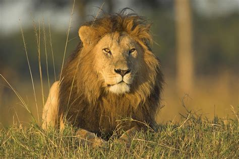 They are the largest cats on the african continent. Lion-Luxembourg National Animal | Wallpapers9