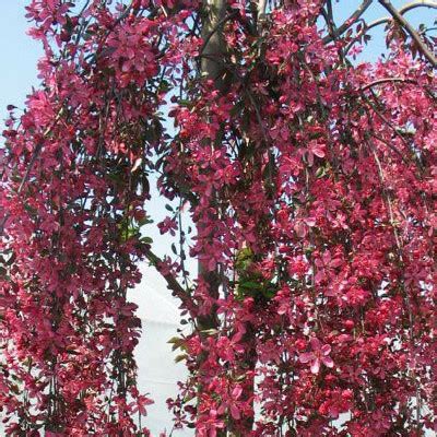 Crab Apple Weeping Royal Beauty For Sale Trees Direct